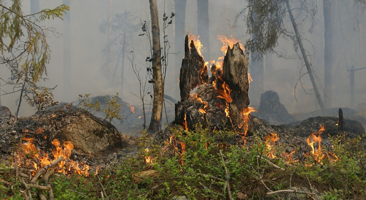 В Коми произошел первый за лето лесной пожар