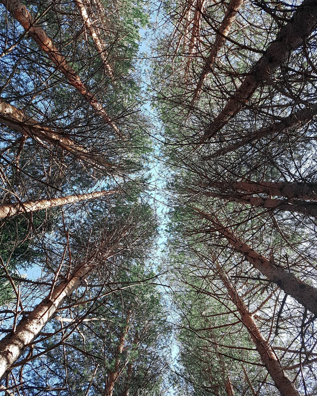 Фото дня в Сыктывкаре: небесная аллея в кронах деревьев