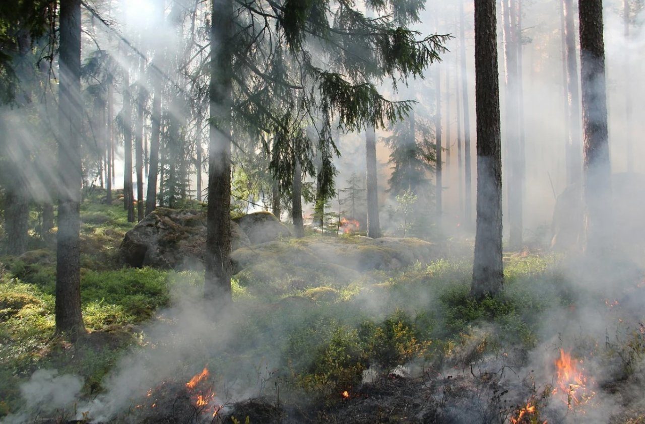 В лесах Коми ожидается высокая опасность пожаров