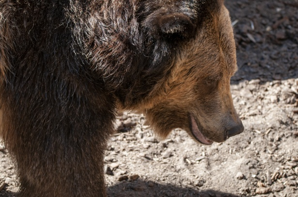 В Коми собака на цепи стала обедом для медведя