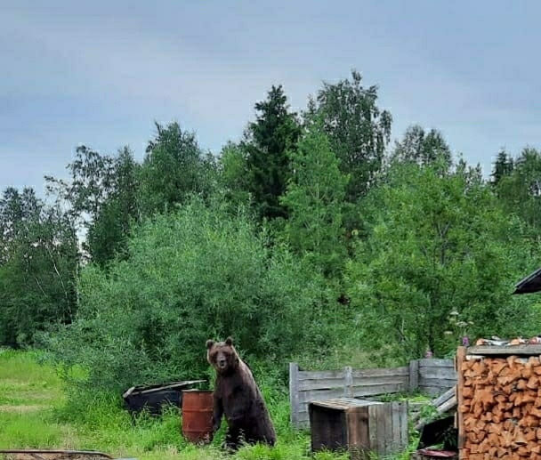 В Коми медведь заявился в гости к жителям поселка (фото)