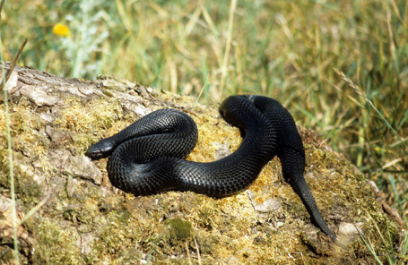 Опасно для жизни: самые страшные змеи и насекомые Коми