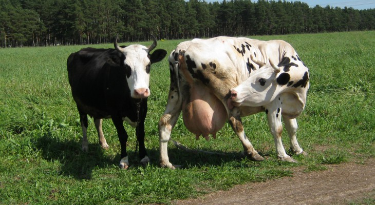 В Коми построят восемь новых ферм, которые смогут вместить в себя 730 голов крупного скота