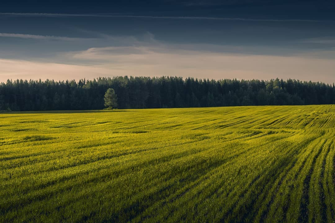 Фото дня в Сыктывкаре: бескрайние зеленые поля под синими небесами