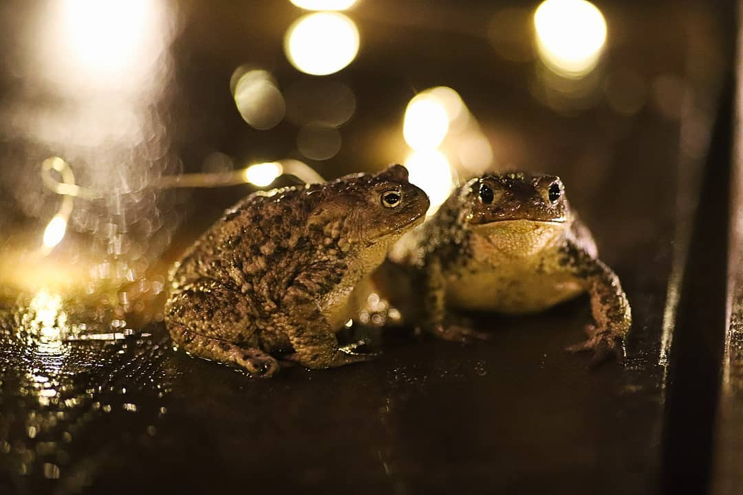Фото дня в Сыктывкаре: романтический вечер двух очаровательных жаб