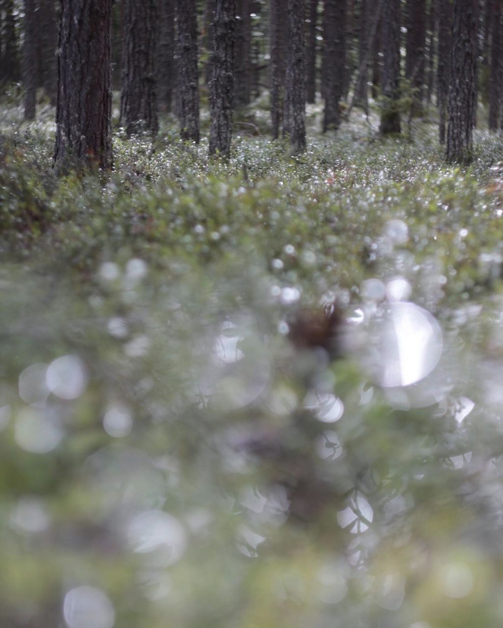 Фото дня в Сыктывкаре: лесной ковер из жемчужных россыпей