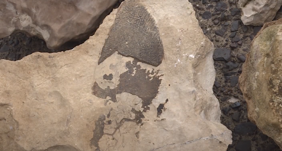 В Сыктывкаре нашли останки гигантской доисторической рыбы