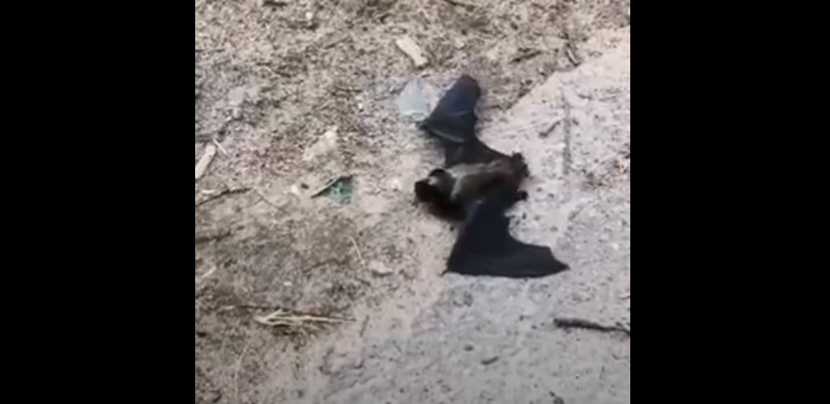 «Страшно, вдруг укусит»: сыктывкарка поймала в подъезде летучую мышь (видео)