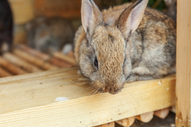 Житель Коми украл 20 кроликов ради выпивки