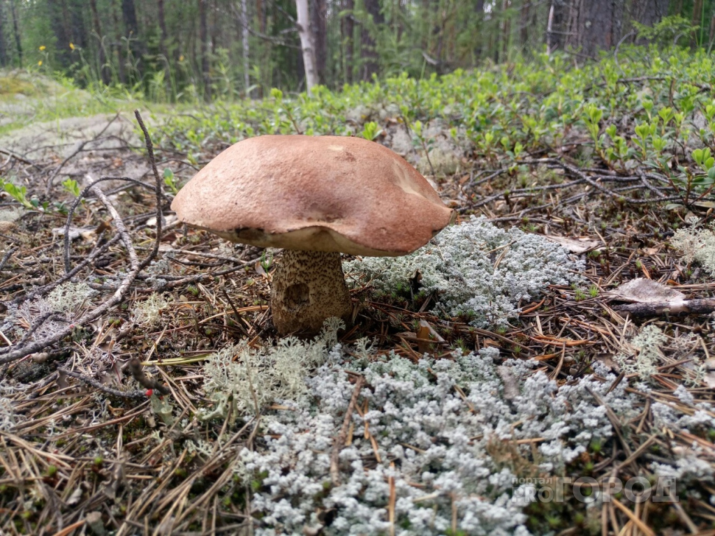 Эксперт рассказал об опасности популярных грибов