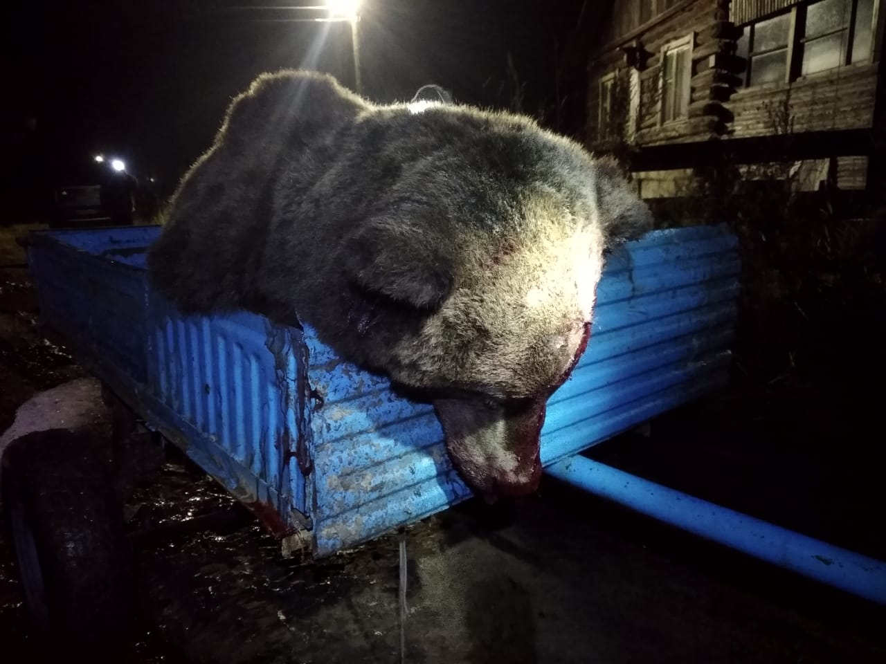 В Сети появились фото убитого медведя, который разодрал машину