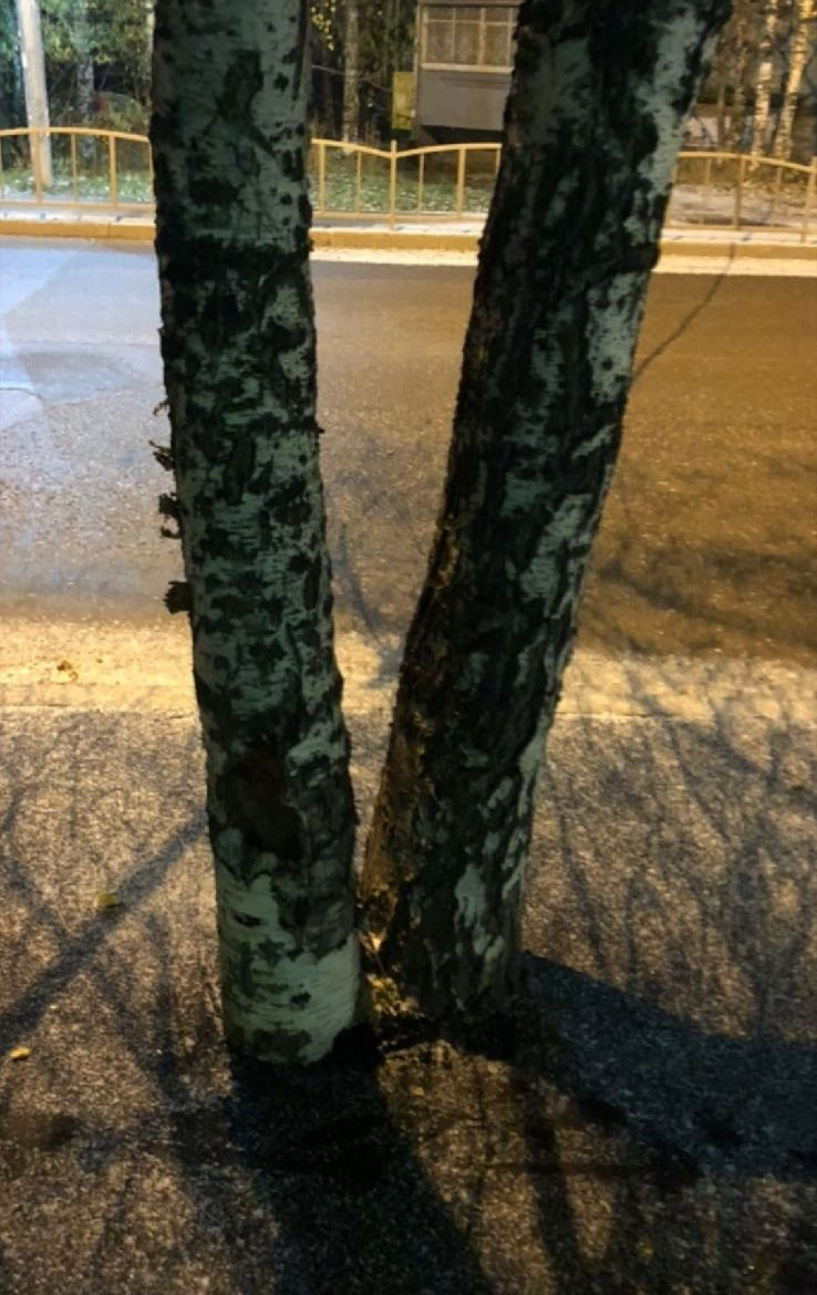 Фото дня в Сыктывкаре: дорожники vs деревья