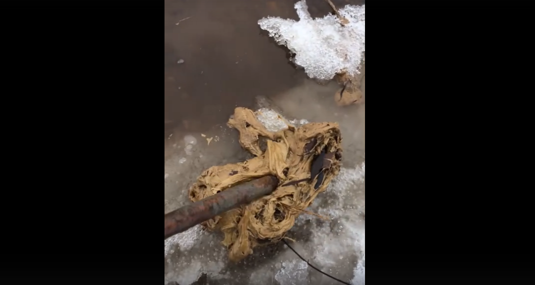 В реке под Сыктывкаром обнаружили мерзкое зловонное вещество (видео)