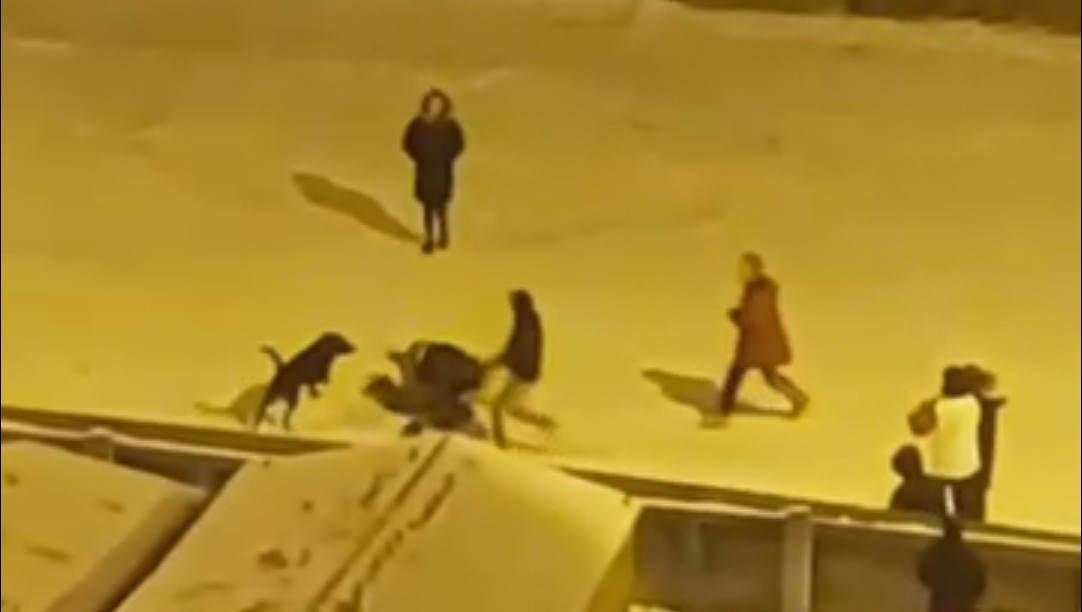 В Сыктывкаре собака разняла драку нескольких людей (видео)