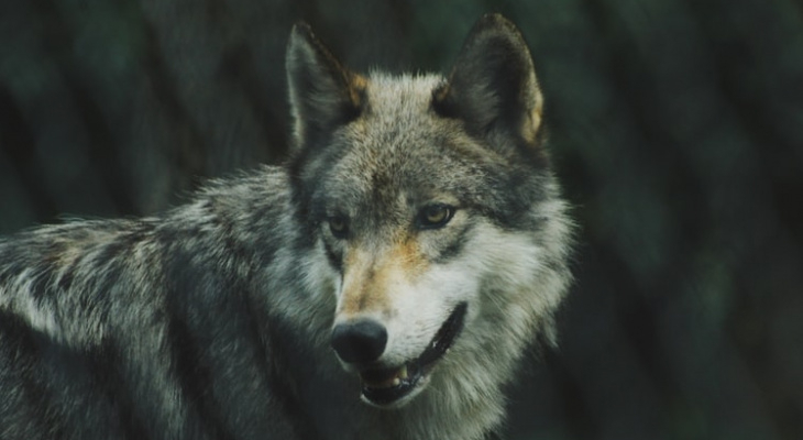 Сыктывкарец испугался волков и потерялся в лесу