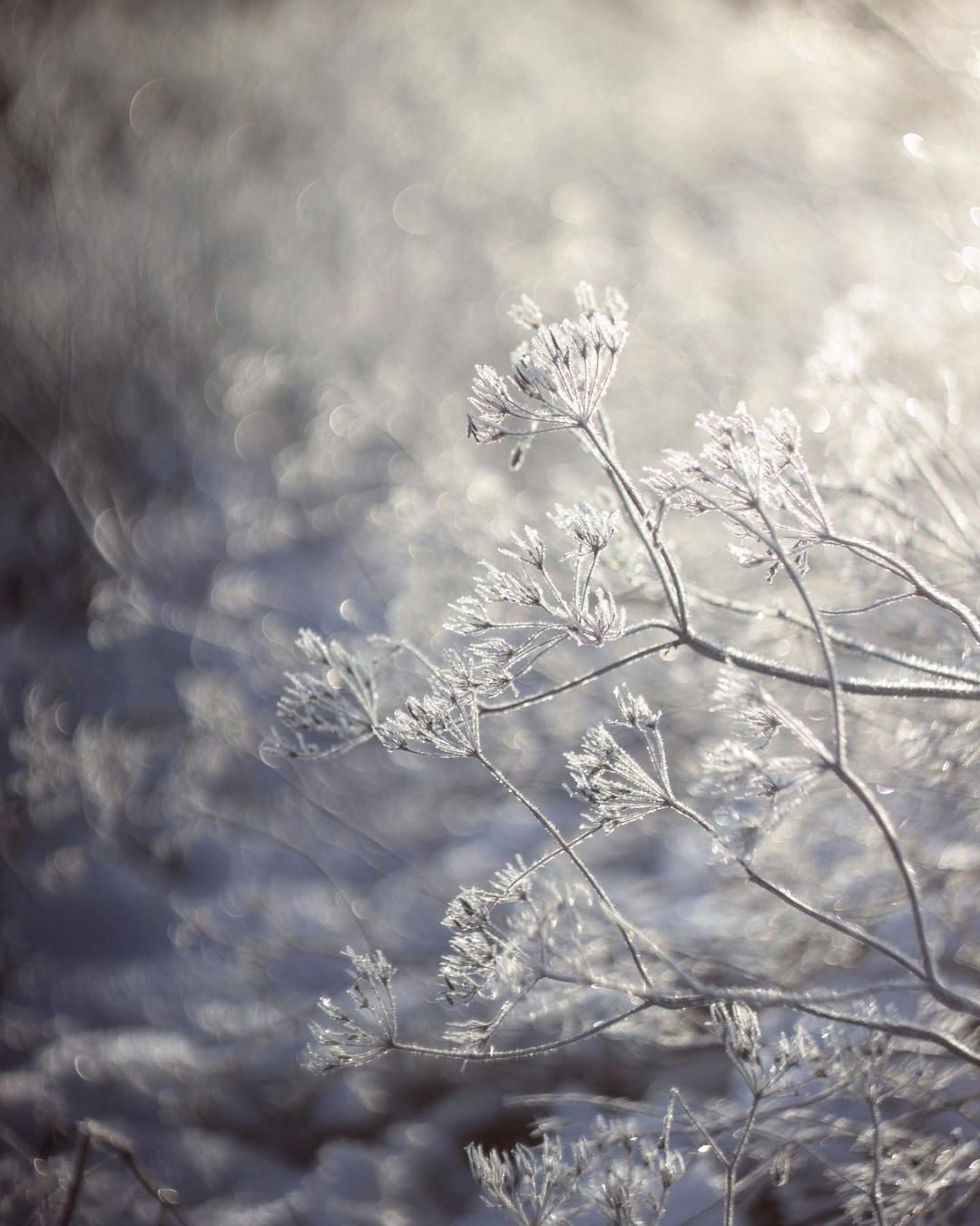 Фото дня в Сыктывкаре: серебряные ветви ноябрьских морозов