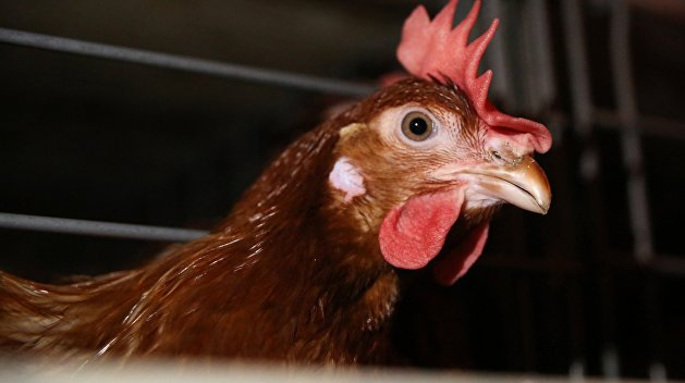 В Коми женщина оказалась в суде за метание замороженной курицы