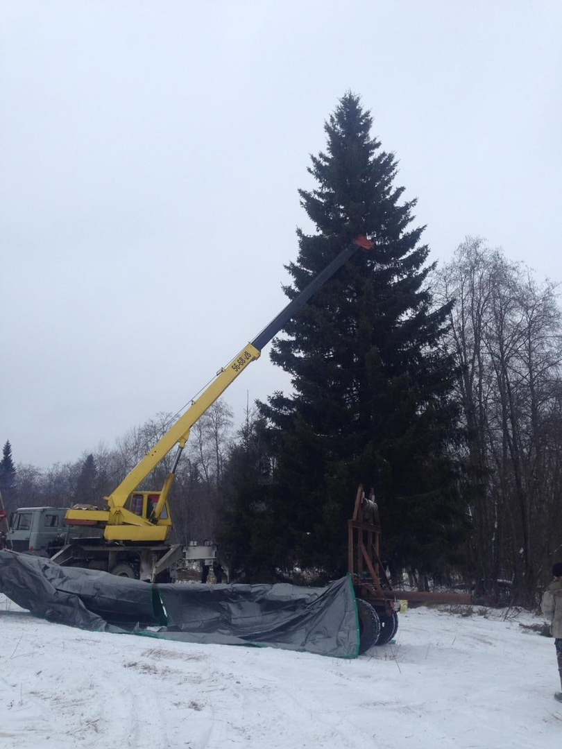 В Коми нашли елку для Стефановской площади (видео)