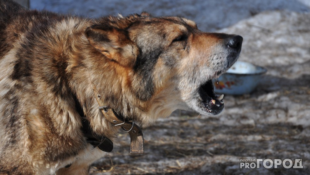На отлов собак в одном из районов Сыктывкара потратят более 740 тысяч рублей