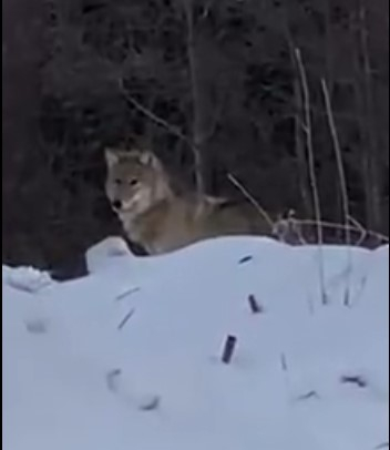В Коми заметили волка-разведчика (видео)
