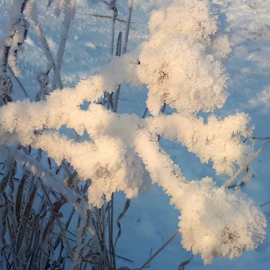 Фото дня в Коми: причудливые скульптуры зимнего мороза