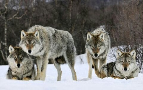 Поселок в Коми терроризируют волки: местные жители винят во всем охотников