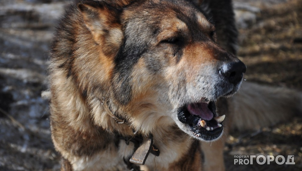 В Ухте из-за бродячих собак ввели режим повышенной готовности