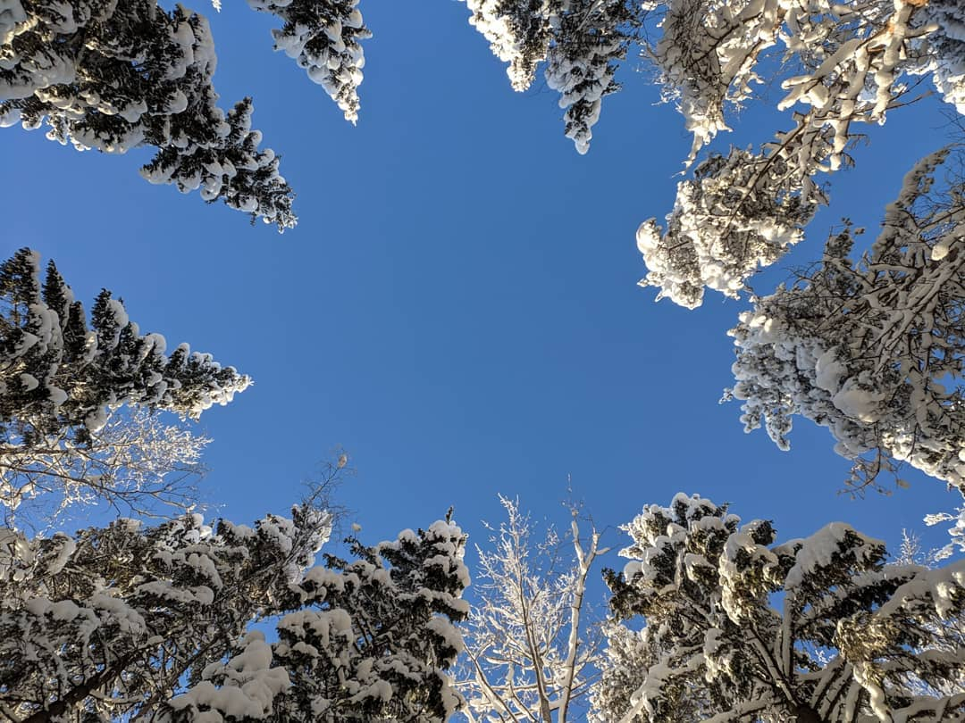 Фото дня в Сыктывкаре: прогулки по зимнему лесу