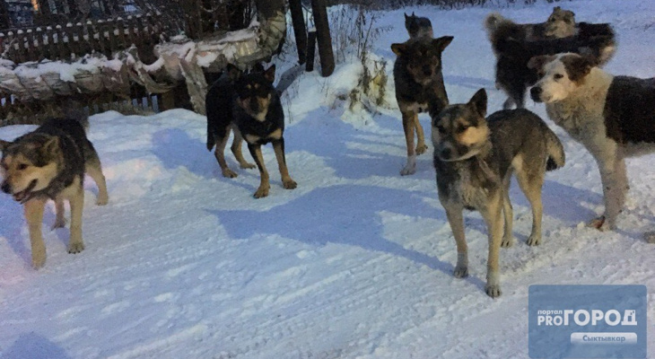 В Коми владельцы собак выплатили государству около 80 тысяч рублей