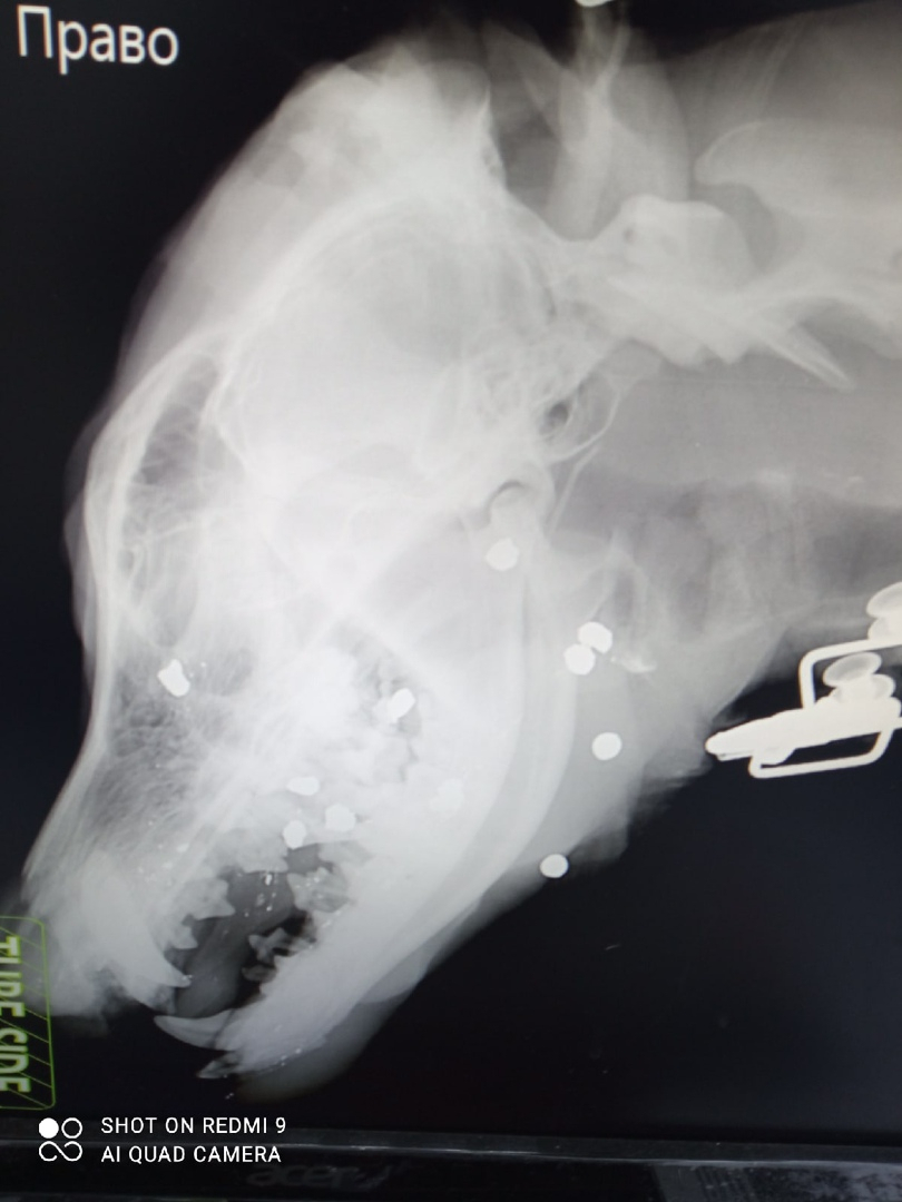 «Расстрелял в упор и бросил умирать»: сыктывкарские волонтеры борются за жизнь собаки