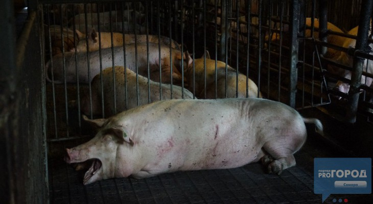 У жителей Коми изъяли более 400 свиней