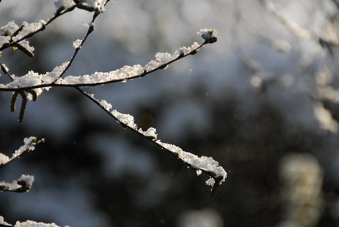 Погода в Сыктывкаре на 1 марта: почти настоящая весна
