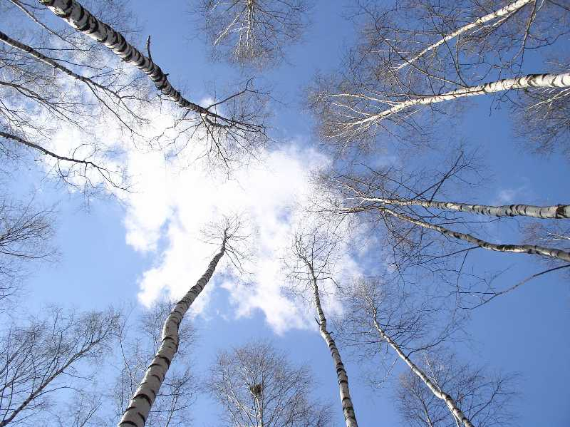 Погода в Сыктывкаре на 5 марта: холода крепчают