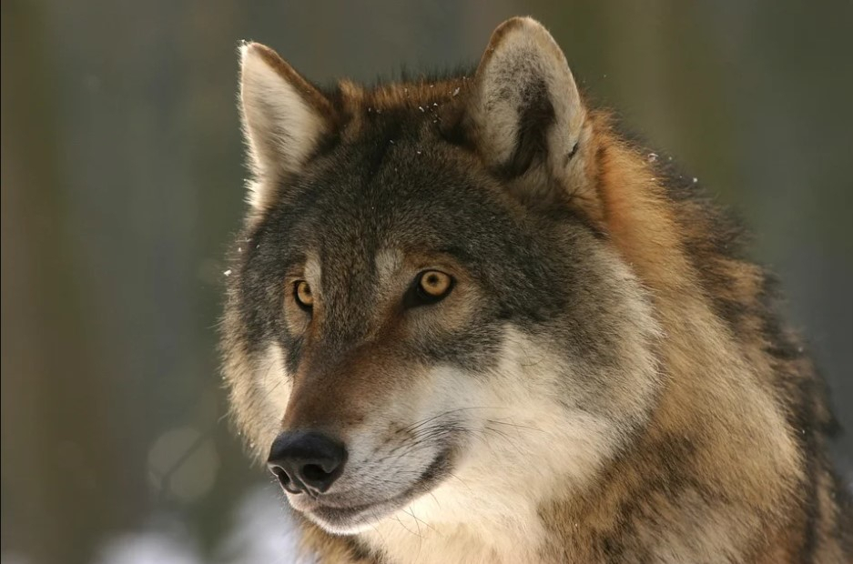 Волки в Сыктывкаре: что могут сделать местные жители с надвигающейся угрозой
