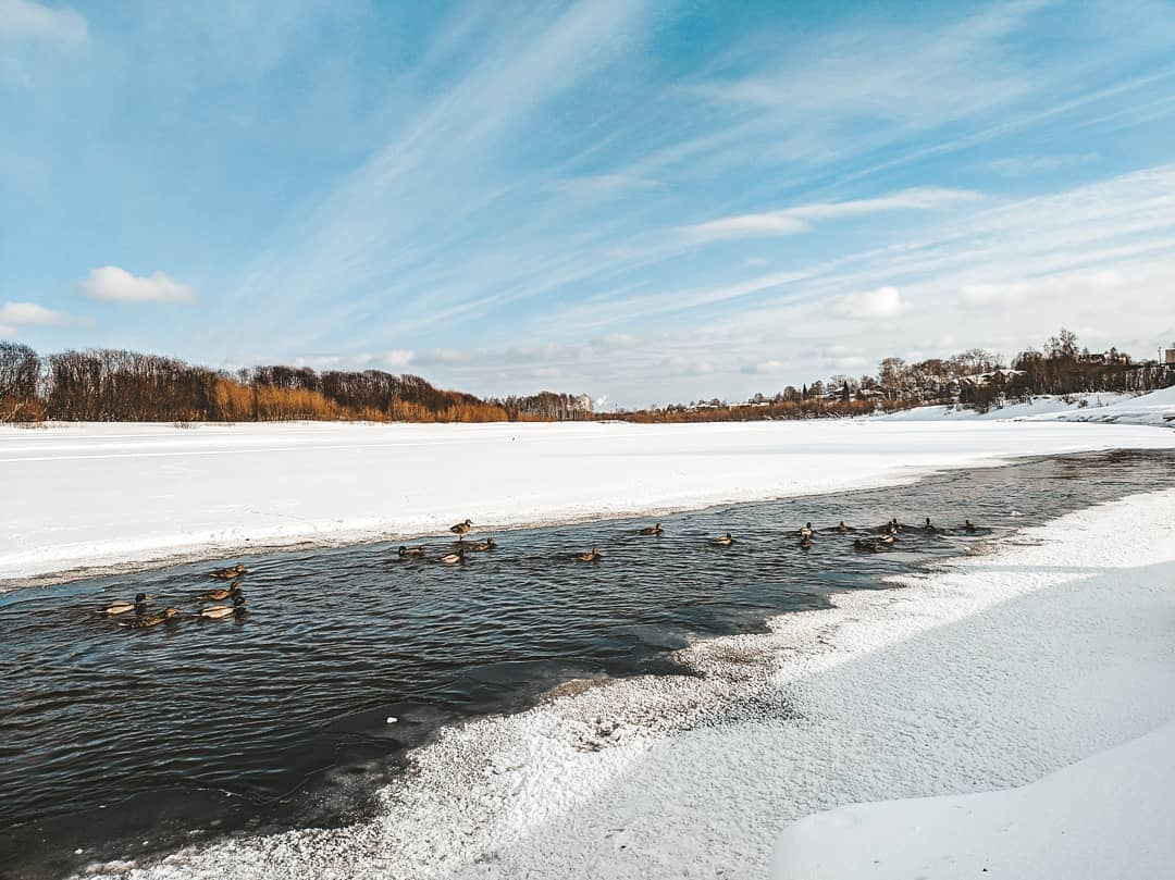 Фото дня в Сыктывкаре: утиная зимовка в парке