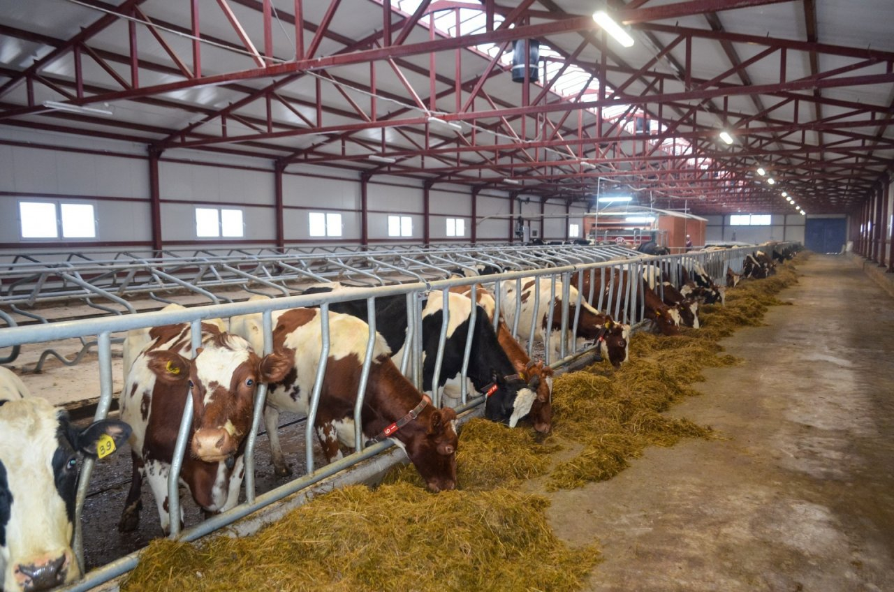 В Коми появятся новые молочные фермы