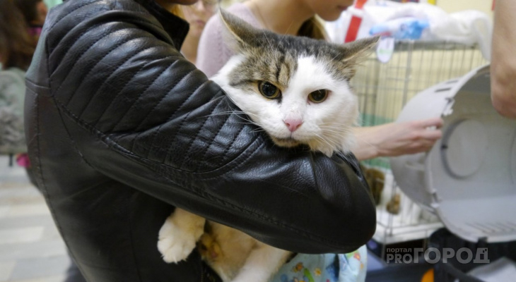 В Госдуму внесли законопроект об обязательной регистрации кошек и собак