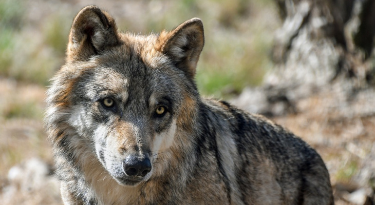 В одном из районов Коми попросили разрешить круглогодичную охоту на волков