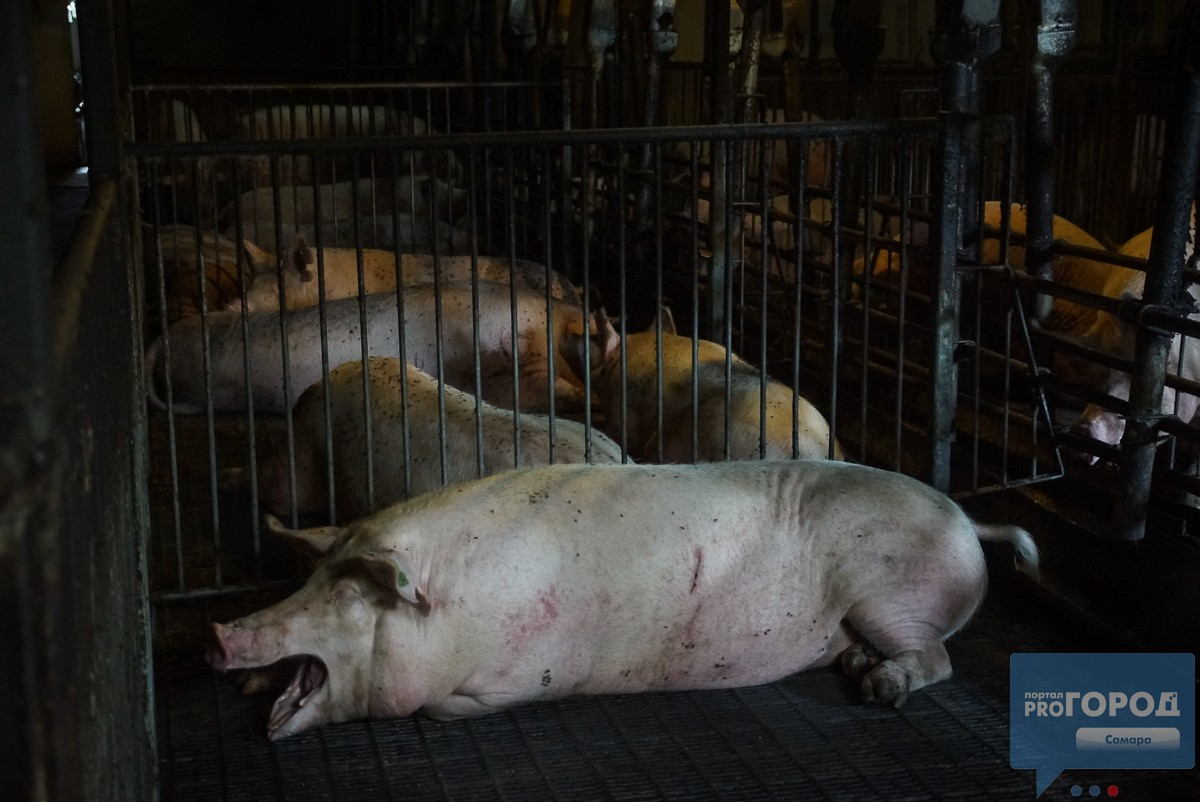 В районе вспышки свиной чумы в Коми будут изымать поросят