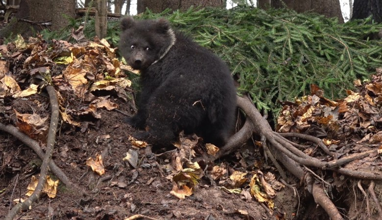 Медведица Пужа, которую спасли в Коми, пробудилась от зимней спячки