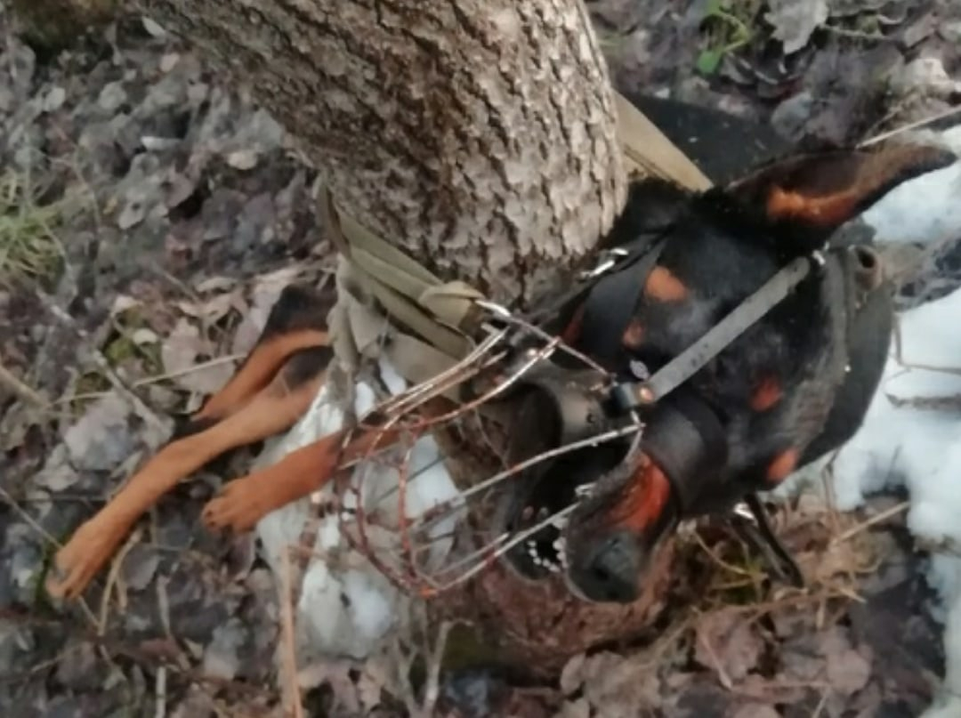 В Сыктывкаре неизвестные привязали пса к дереву и бросили умирать