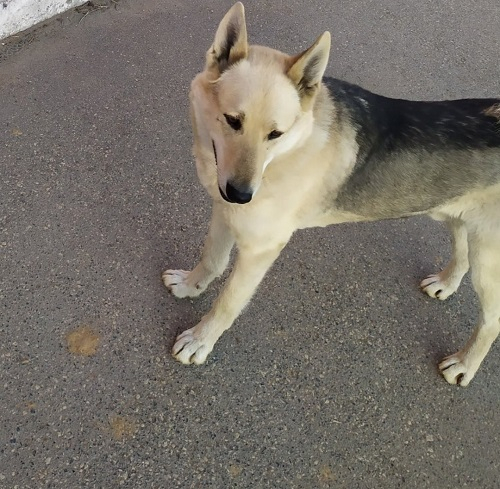 Сыктывкарцы просят провести прокурорскую проверку после жестокого убийства собаки