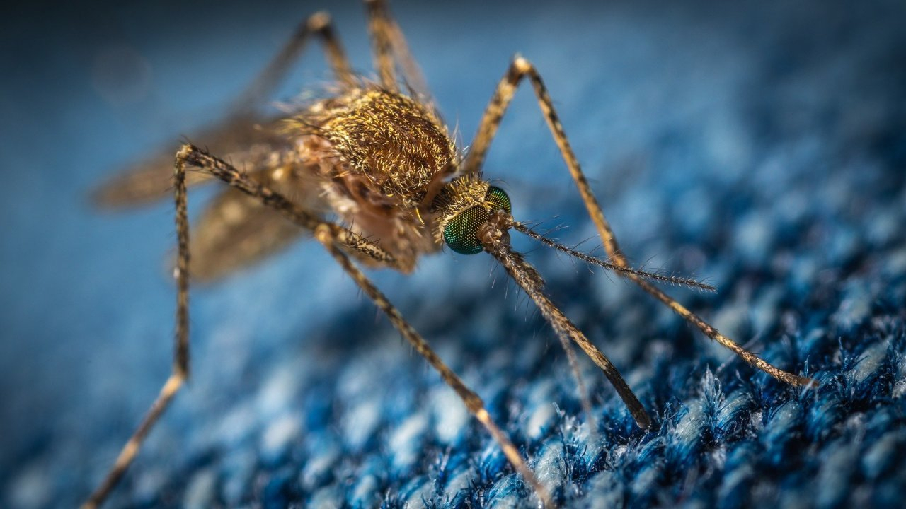 Лето без комаров: летучих кровопийц в Коми будет мало