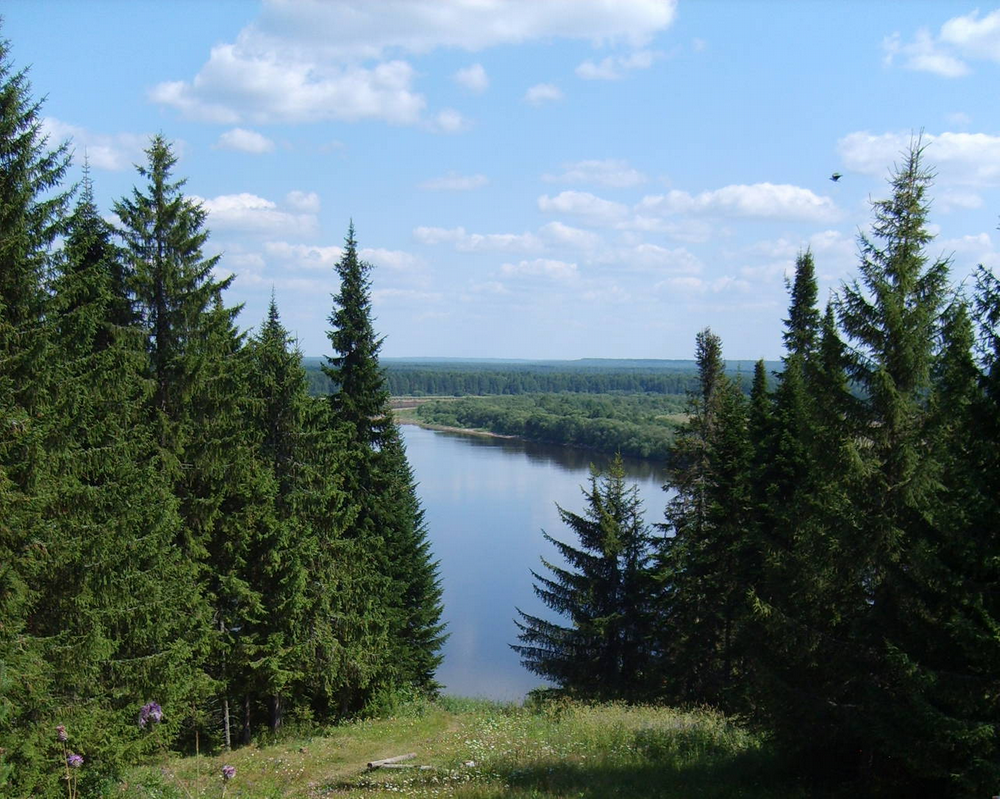 Деревья республики коми фото с названиями