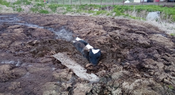 «Вытаскивали всей деревней»: в Коми спасли бычка, который утоп в грязи