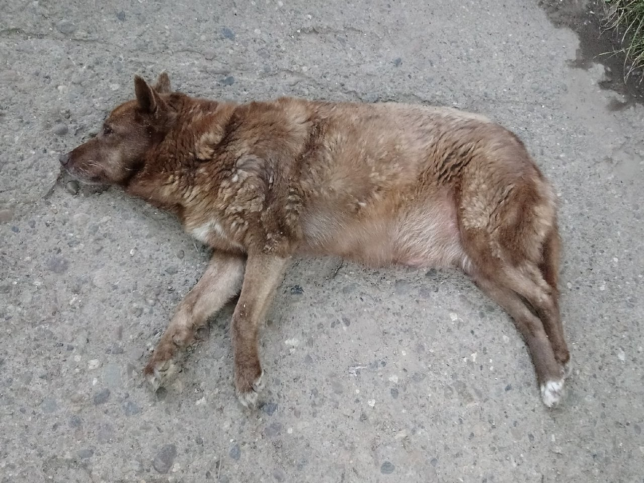 Сыктывкарка: «Бедную собаку избили и бросили умирать!»