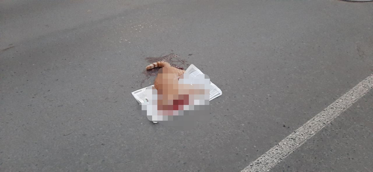«Он захлебывался в крови»: в Сыктывкаре прямо на дороге умирал кот, которого сбила машина