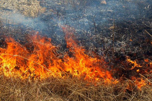 МЧС: в Коми сохраняется самый высокий уровень пожароопасности