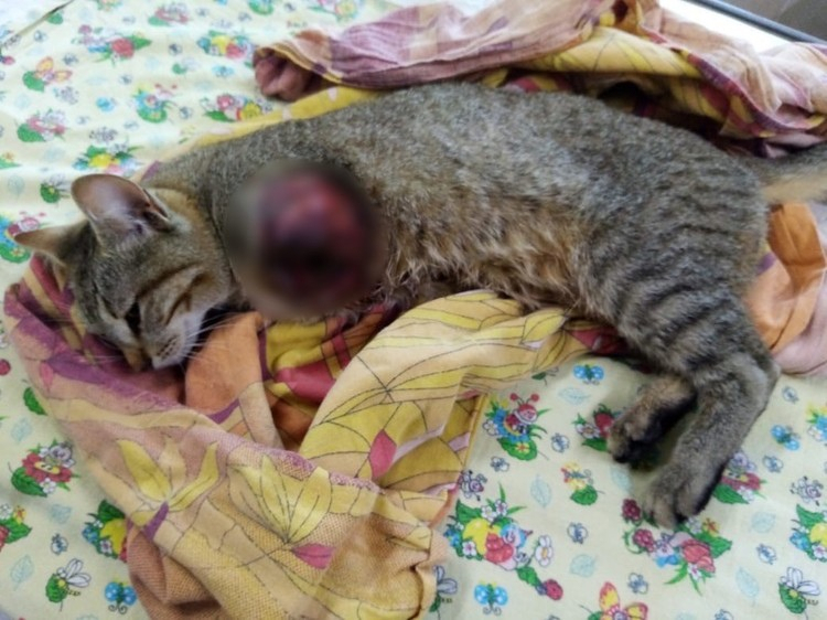 В Сыктывкаре возбудили уголовное дело из-за котенка с отрезанной лапкой