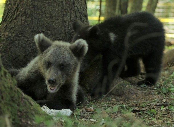 Медвежонок из Ухты нашел друга в своем новом доме (фото)